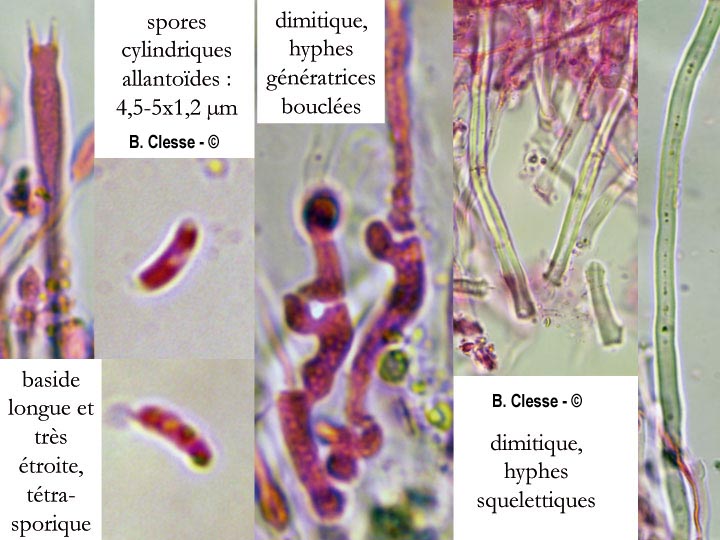 Dacryobolus karstenii